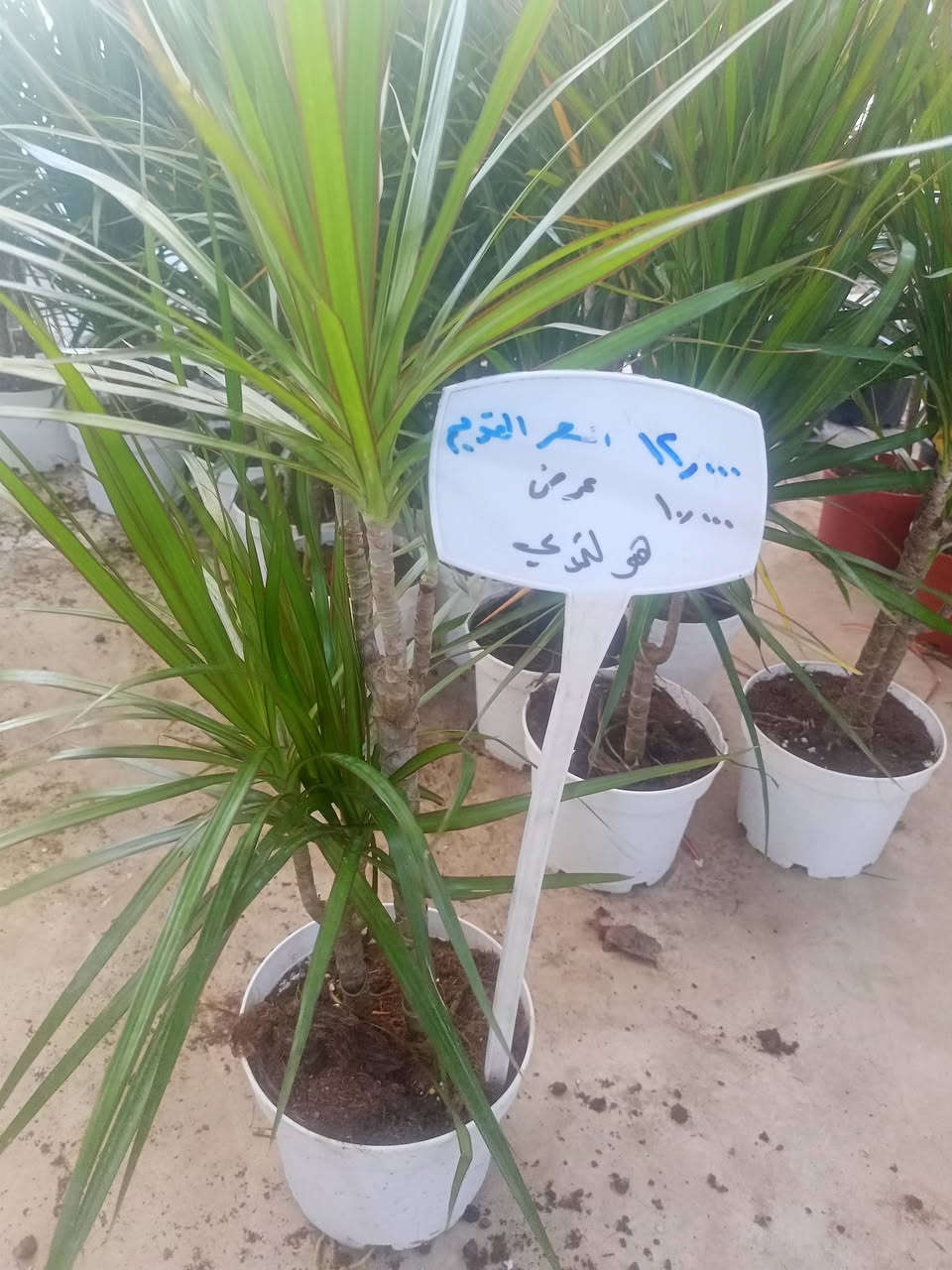 عروض خاصة مشتل سناريا سايدين حي المحاربين شارع النخيل


**إذا كنت صاحب هذا الإعلان وتريد حذفه لأي سبب، رجاءا أرسل رسالة إلى الدعم الفني**