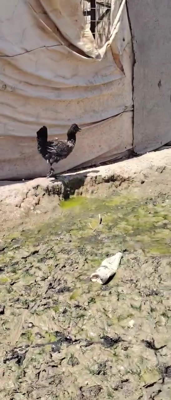للبيع
دجاج 🐓 
أفراخ عرب
بط 🦆 
بش 
مكان بيجي
الاتصال 
***********
