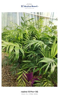 نباتات منزلية • دفعة جديدة • جمعيه الاولى