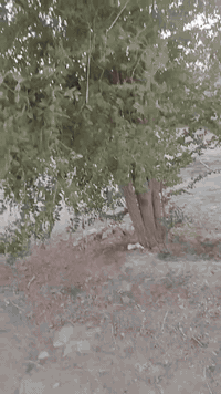 كاع خمسة دونم وبيت بيه غرفتين وصاله ومطبخ صيحيات اربعه متوفر بي كهرباء وماي اساله ميزانيه كاع بيه 40نخله و رمان 18نبكايه وتين وعنب وتكيه 18مشمشه بيه ماي برينه وماي اساله و كهرباء رقم ***********عنوان منطقة عزيز الله جاي من عزيز الله بكلوين يم مدرسه الزياتكاع خمسه دونم وبيت بيه غرفتين وصاله ومطبخ صيحيات اربعه متوفر بي كهرباء وماي اساله ميزانيه كاع بيه 40نخله و رمان 18نبكايه وتين وعنب وتكيه 18مشمشه بيه ماي برينه وماي اساله و كهرباء رقم ***********عنوان منطقة عزيز الله جاي من عزيز الله بكلوين يم مدرسه الزيات
