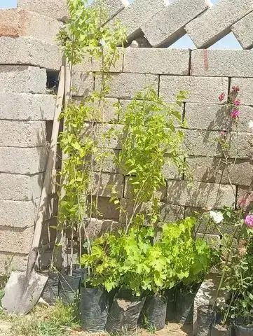 يوجد شتل 
جوري 
عنب 
توث 
على 1500


**إذا كنت صاحب هذا الإعلان وتريد حذفه لأي سبب، رجاءا أرسل رسالة إلى الدعم الفني**