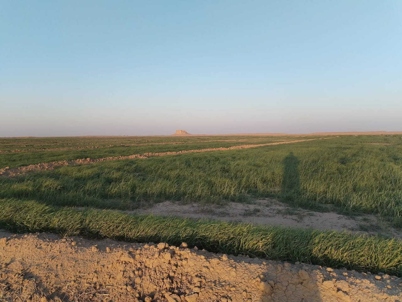 دغل للبيع 70 دونم  مكان الديوانيه  سومر قرب الزبليه مسكي رشنين ومنه رشن ***********
