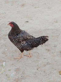 4 دجاجات وديچ للبيع/07739655044