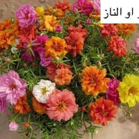 ورد الصباح • بذور • بابل إسكندرية