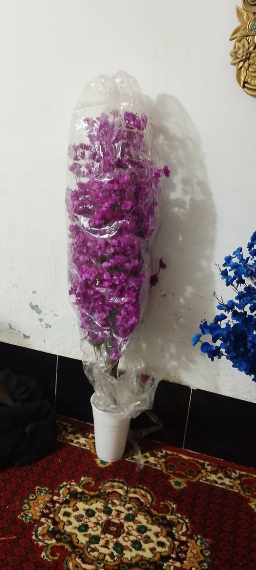 شجرالوحده رتفاعه مترين وعشرين الوردكثافه بيه سعر25ارخص من بغداد شرط ولي واسط 15تصفيت محل ***********
