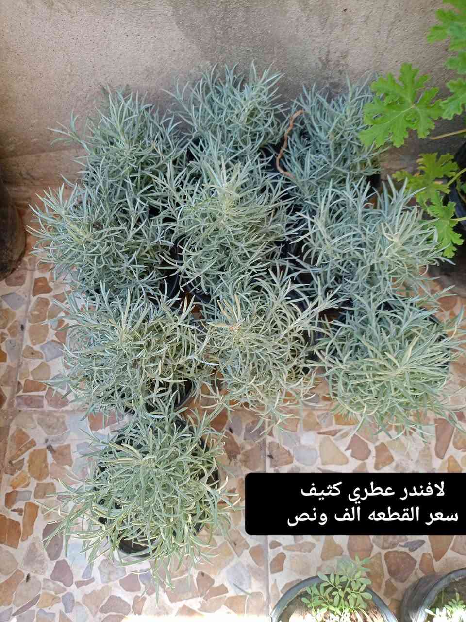 بسم الله الرحمن الرحيم
تم وصول وجبة جديدة من النباتات الضليه والخارجية وباسعار مناسبة وتنافسية 
يوجد لدينا توصيل أيمن أربعة أيسر ثلاثة 
العنوان موصل حي السماح الثانيه قرب مدرسة الأمام الزهري للمزيد من المعلومات و التفاصيل التواصل على الخاص


**إذا كنت صاحب هذا الإعلان وتريد حذفه لأي سبب، رجاءا أرسل رسالة إلى الدعم الفني**