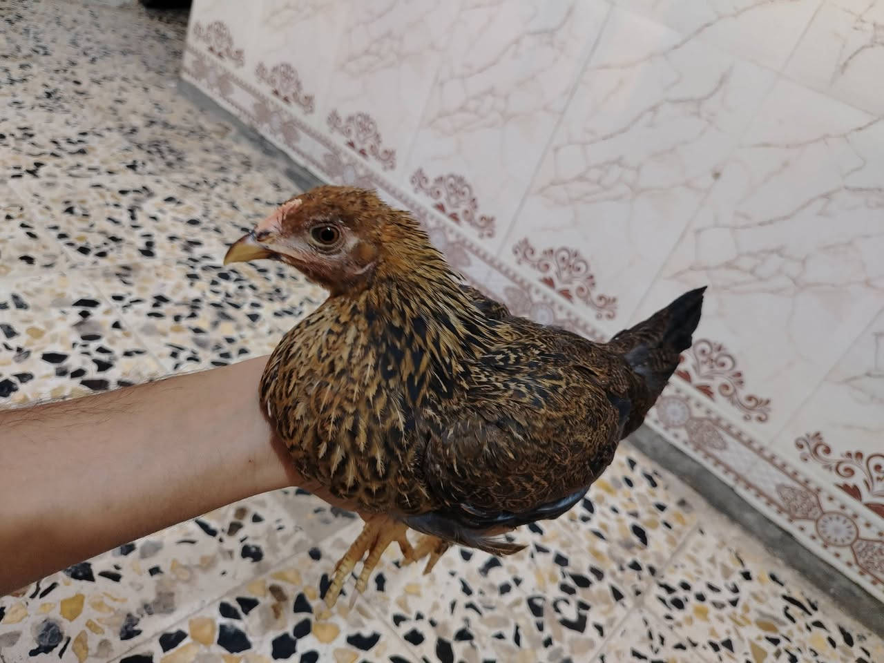 ​📌 إعلان بيع دجاج
السلام عليكم.. متاح دجاج عرب 

​📄 التفاصيل والعدد:

​🐓 ديج (عدد 1): (موضح بالصور).

​🐔 دجاجات (عدد 2): بياضات 

​🐥 فراريج (عدد 6): أعمارهن تتراوح بين 3 أشهر ونص إلى 4 أشهر،  

💶السعار  : كلمن وسعره 

​📍 المكان: العمارة - حي الوحدة

​💬 للاستفسار والشراء:

 التواصل على الخاص


**إذا كنت صاحب هذا الإعلان وتريد حذفه لأي سبب، رجاءا أرسل رسالة إلى الدعم الفني**