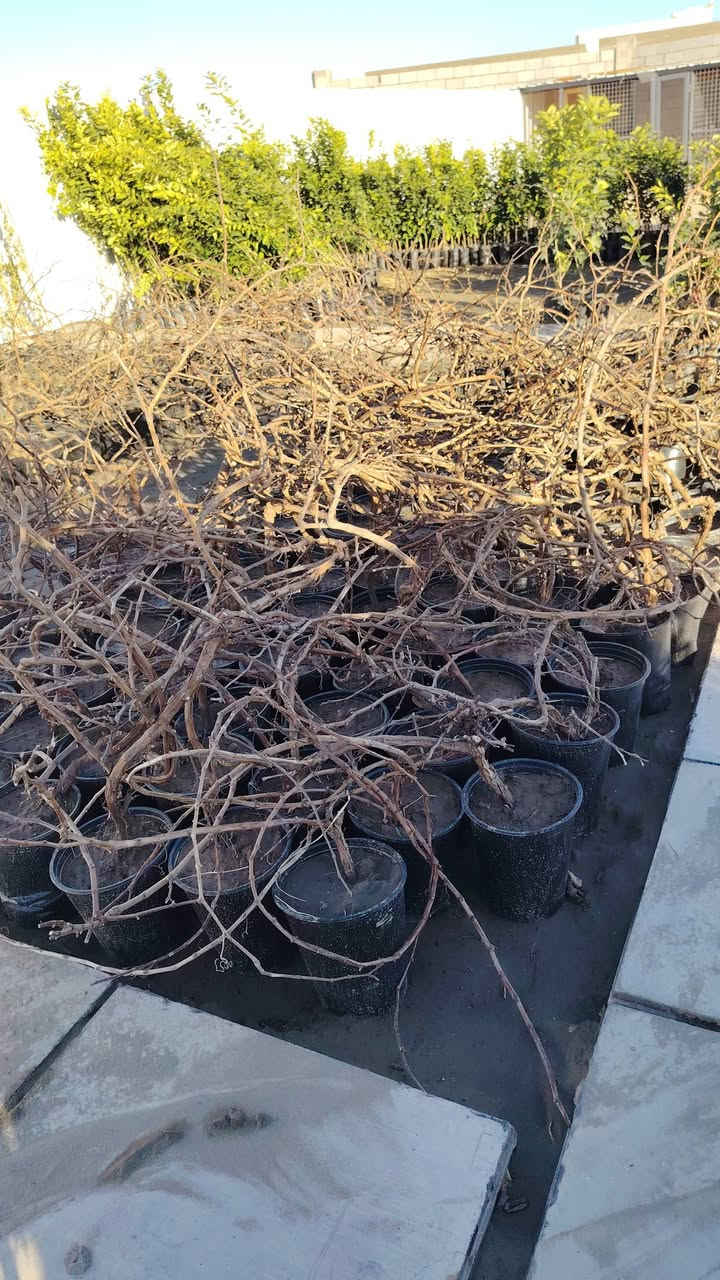 عنب حلواني أمريكي ارتفاع مترين ضمان ومكفول
سعر الشتله ٧٠٠٠ الف
للحجز والاستفسار الاتصال على الرقم *********** جاسم الخليفاوي العنوان الخالديه شارع العام مقابل بلديه الخالديه
