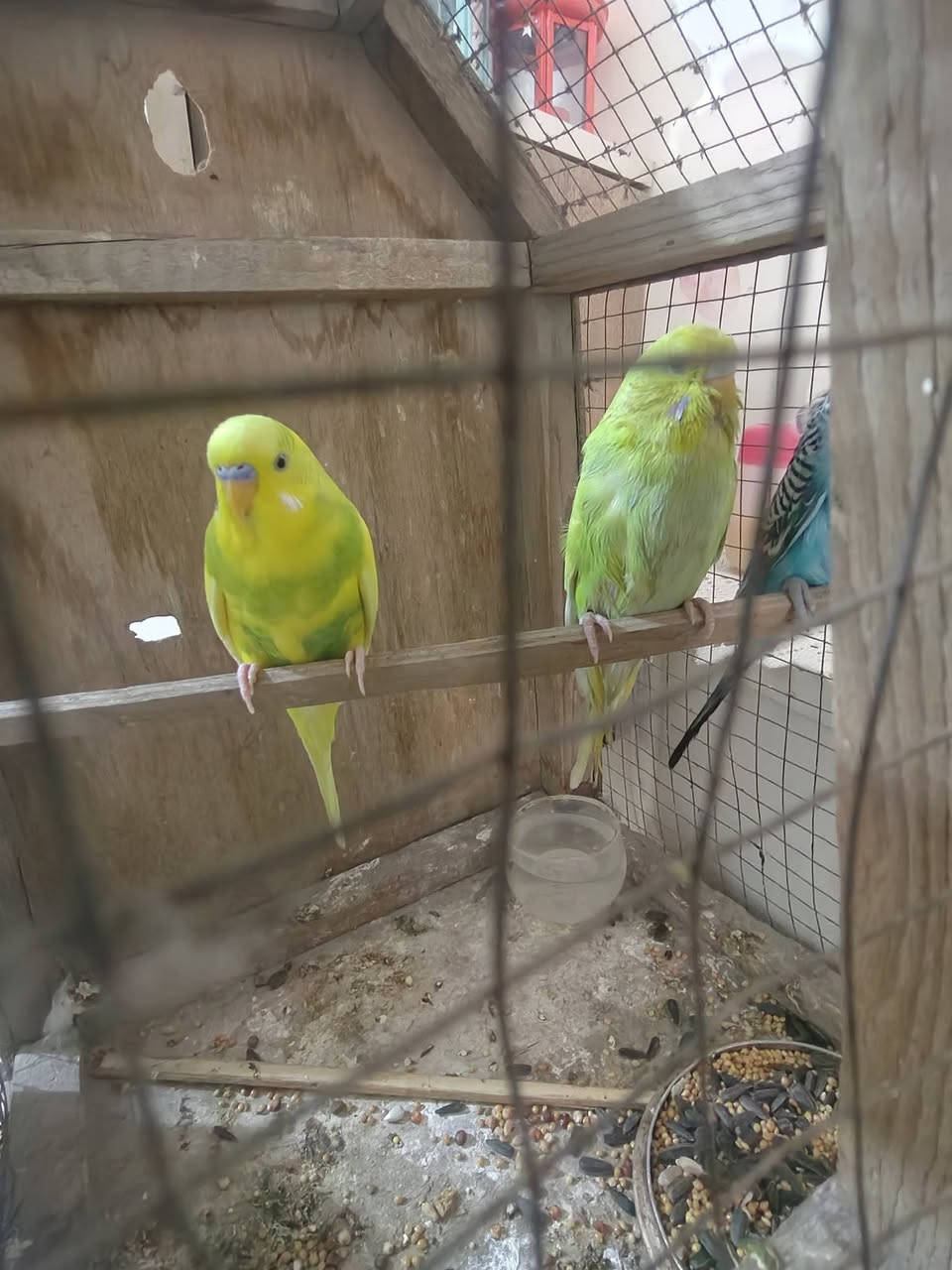 السلام عليكم طيور الحب فحلين وطيره لبيع سعر 20 الف  مكاني بغداد الامين


**إذا كنت صاحب هذا الإعلان وتريد حذفه لأي سبب، رجاءا أرسل رسالة إلى الدعم الفني**