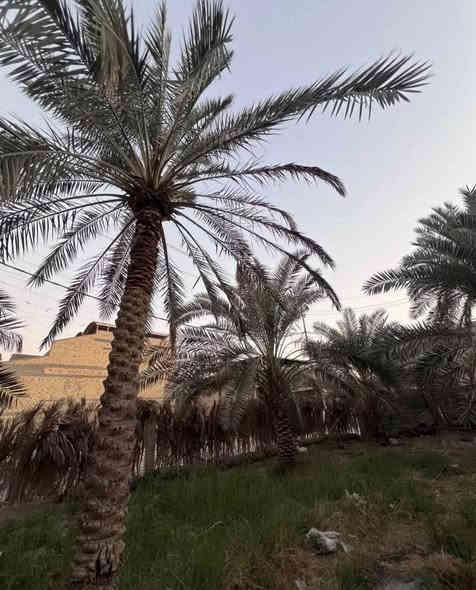 #هذا_البستان_لايفوتك
#المساحة :: 3600م بمعنى #دونم مع 1100م
طابو صرف زراعي #تحويل_مباشر بأسم المشتري
تريد ٩٠٠ متر هم نبيعلك 
#إبي_الخصيب _ قرب جامع الشهيد طه 
#يحتوي :: على العديد من أنواع النخيل والسدر 
البستان يقع #ركن على شارعين 8م
#السعر_المطلوب :: 650 مليون قابل للتفاوض
#للأستفسار :: ***********
