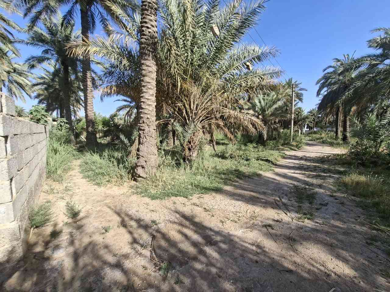 السلام عليكم يوجد أرض زراعيه طابو ٢٥ المساحه ١١ دونم وجهة شارع العام بغداد كوت عرضهة ٣٢ ونص متوفره كافه الخدمات معه بيت بناء حديث وجهة نهر سقي صيف شتاء من ضمنها ٤ دونم بستان نخيل معه اساس بيت ثاني ارض خصبه تصلح سكن اوعمل اي مشروع واسط العزيزية اي ستفسار اتصل *********** او ***********

