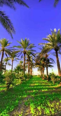 راحه النفسيه توفر #للبيع  بمساحة 9 دونم تباع مفرد حسب طلب ✓ ♠️ نوع الع...