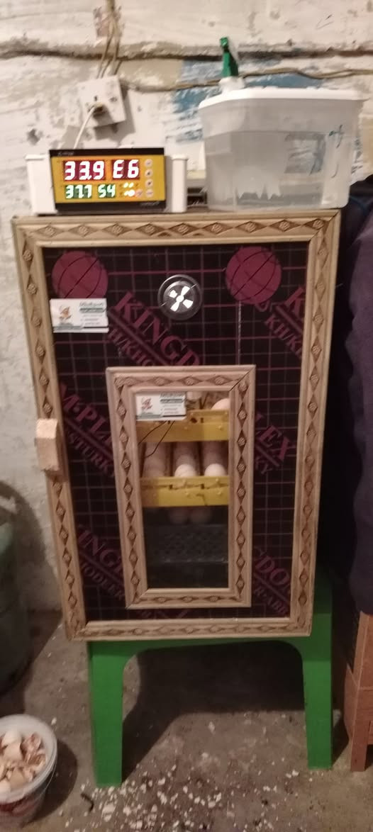 متاح فقاسة للبيع فول اتوماتيك ياخذ 200 بيضة
السعر 300 الف بي مجال الشراي يخابرني على الرقم ***********
