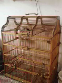 قفص بلابل • تكاثر • ديالى شهربان