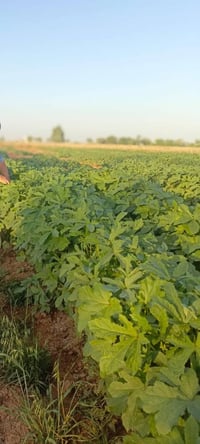 يوجد بذور لبيع نفس بل صوره ٠٧٨٠٣٨١١٩٤٨