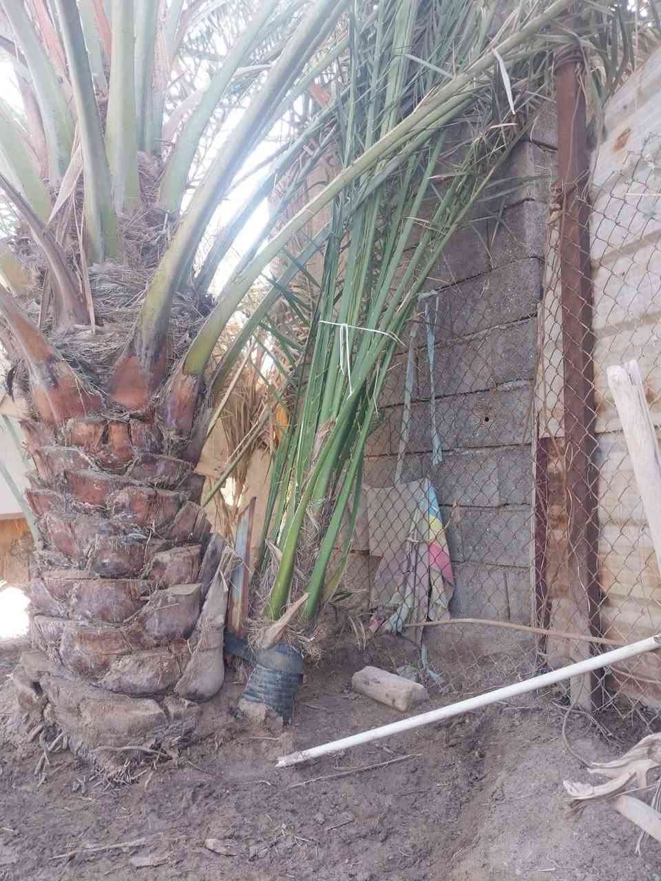 افراخ برحي حر البيع حمالات العنوان بصره شط العرب الفيحاء ***********
