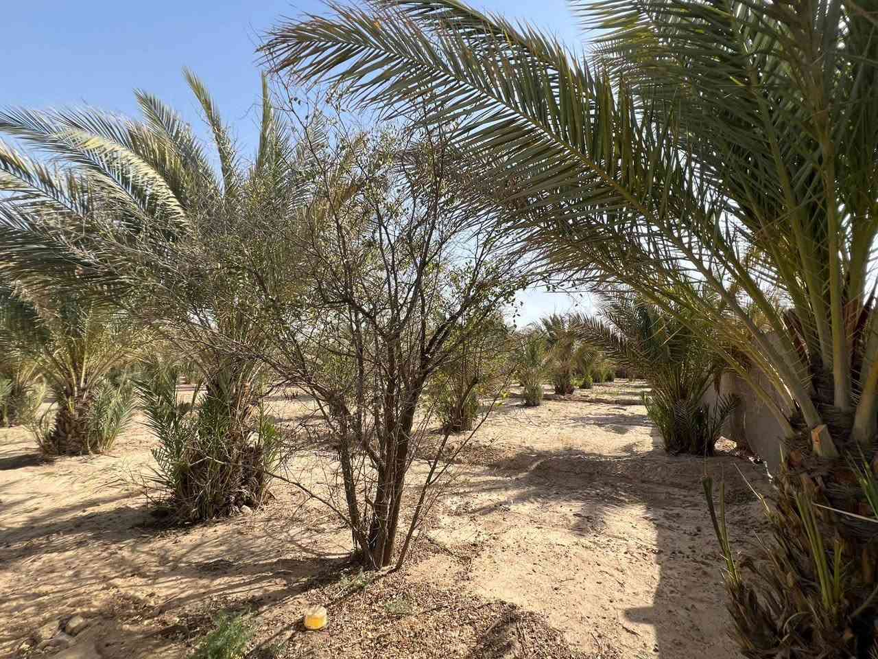 توجد كاع اللبيع في كربلاء 5 دوانم وجهيت شارع كربلاء نجف ***********
