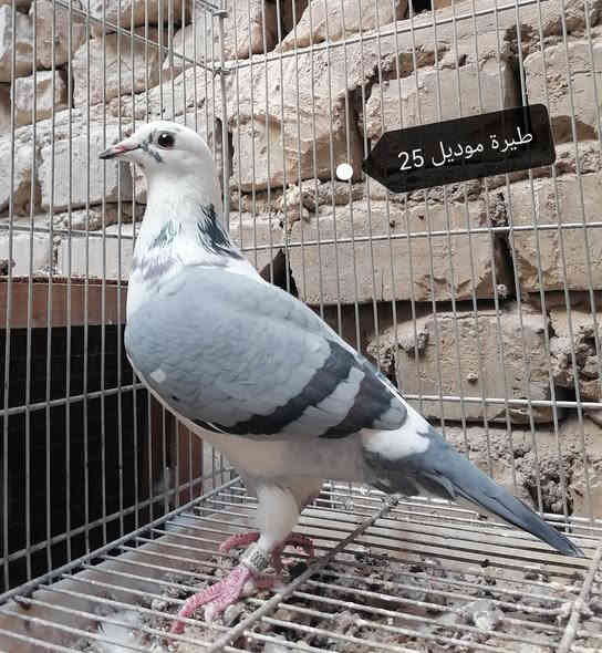 #متاح #مكاني_بغداد_مدينة_الصدر 
ماعندي حجز ولا توصيل 
للاتصال *********** متوفر خاص واتساب
