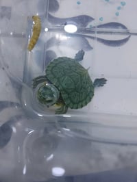 سلحفاة السعر ١٠ الاف مع توصيل ٥ باقي وحدة بس لحق او لا انستا مالتي ssi...