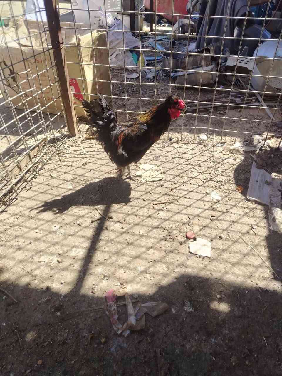 متاح ديك عرب نصاحه خير من الله السعر 10 الف مكاني هيت


**إذا كنت صاحب هذا الإعلان وتريد حذفه لأي سبب، رجاءا أرسل رسالة إلى الدعم الفني**