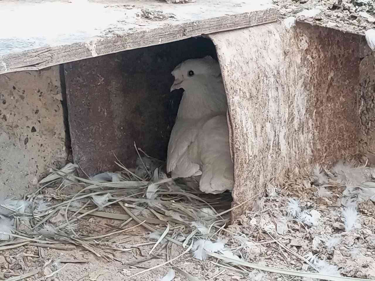 زوج حمام للبيع ب15الف


**إذا كنت صاحب هذا الإعلان وتريد حذفه لأي سبب، رجاءا أرسل رسالة إلى الدعم الفني**