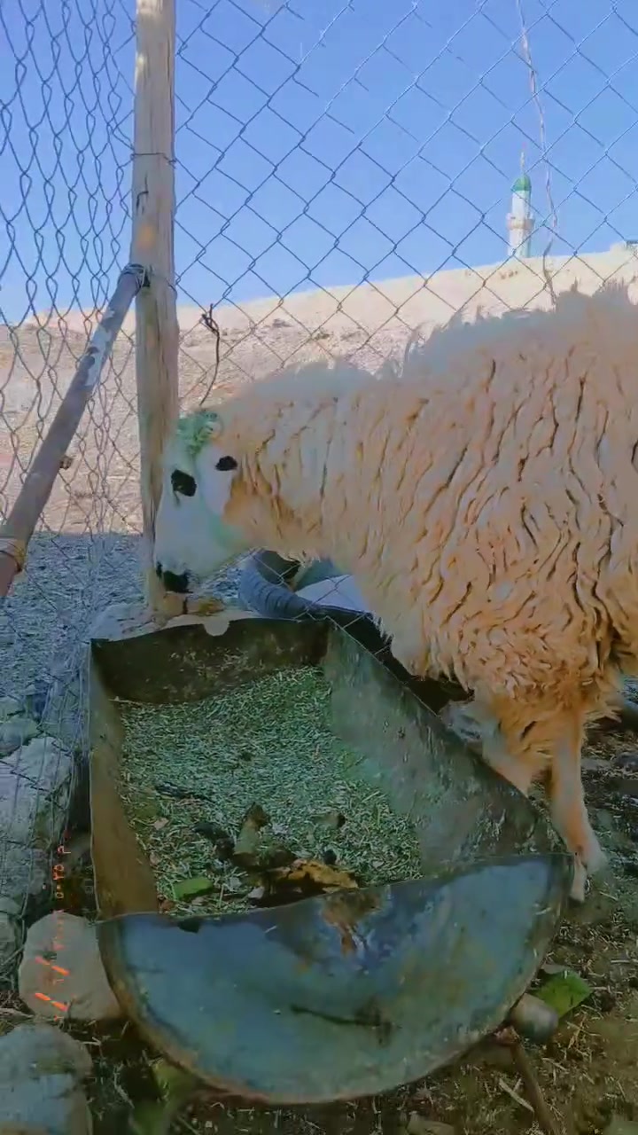 بسم الله متابعينا الغوالي فطيمه بكمه بعدها مامبدله ولا سن  شرط النصاح  قصابه بيها بال20كيلو تريدها جنيه حيل حلـِۈۋ‏وھّ الشراي يتصل ويدلل  المكان حديثه بروانه حي الشرطه ***********
