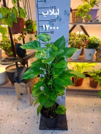 هدايا العيد • عيد الام • توصيل مجاني