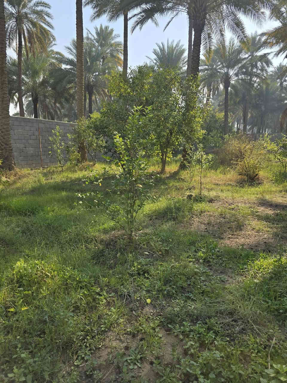 800م في كربلاء مقابل جامعه الوارث خدمات فول منطقه فول عتبليط مباشر
سلام عليكم اخوان قطعه مساحه 800م في كربلاء طريق بغداد مقابل جامعه الوارث كامل خدمات مسيجه بلكامل وجه تبليط مباشر ماء سقي ماء اساله كهرباء سحب كله فول سند 25قرار محكمه سع ر 185وبيها مجال الشراي بيه خير ويدلل ***********ابو ادم
