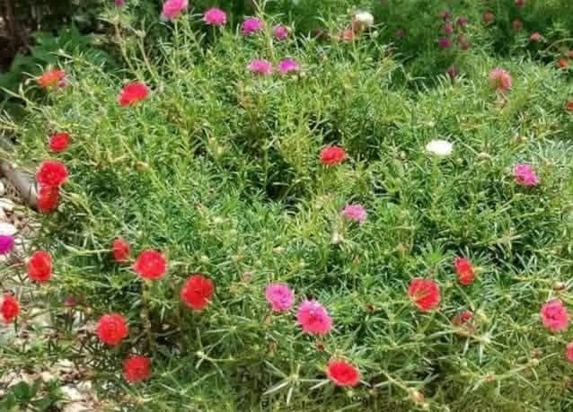 لمحبي ورد الصباح
يتوفر ورد الصباح العراقي ب٥٠٠٠ دينار السندانه ويتوفر توصيل بغداد والمحافظات للتواصل على الخاص


**إذا كنت صاحب هذا الإعلان وتريد حذفه لأي سبب، رجاءا أرسل رسالة إلى الدعم الفني**