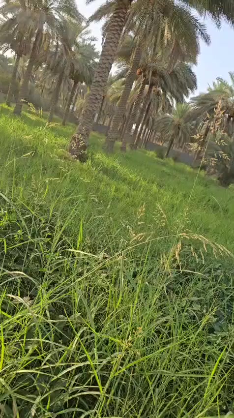 الموقع شارع الخطاطبه الرابط بين شارع بغداد وشارع الحسينيه العطيشي المساحه دونمين و١٥٠ متر طابو تحويل أسهم الواجهه ٥١ متر السعر ٥٥٠ مليون تباع كلها أو دونم للاستفسار خاص أو الاتصال ***********
