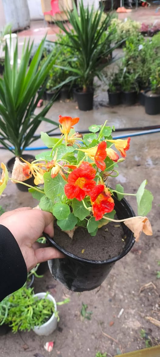 السلام وعليكم تم وصول انواع النباتات الخارجية الاسعار اسفل كل صورة 

العنوان ديالى الخالص الغربية مجاور اسواق الحداد 
***********
***********
