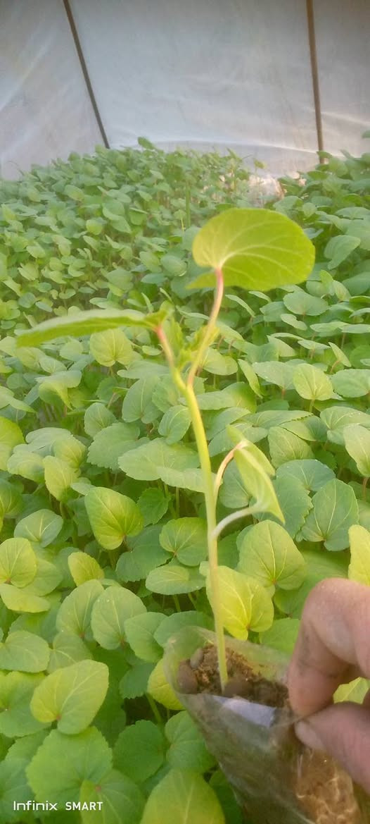 سلام عليكم  يوجد دايات بانيه وبيذنجان وطماطه كويسه  درجه ارلى للستفسار تصل *********** المكان ديوانيه
