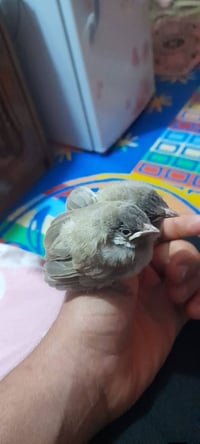 بلابل • فول • ٤ طيور