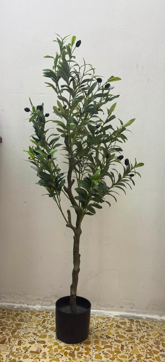 للبيع براد شغال حار بارد ڪولش نضيف ﻣﻣٰــاا داخل تصليح + شجره زيتون.. مكاني الشعله حي الجوادين *********** بي واتساب
