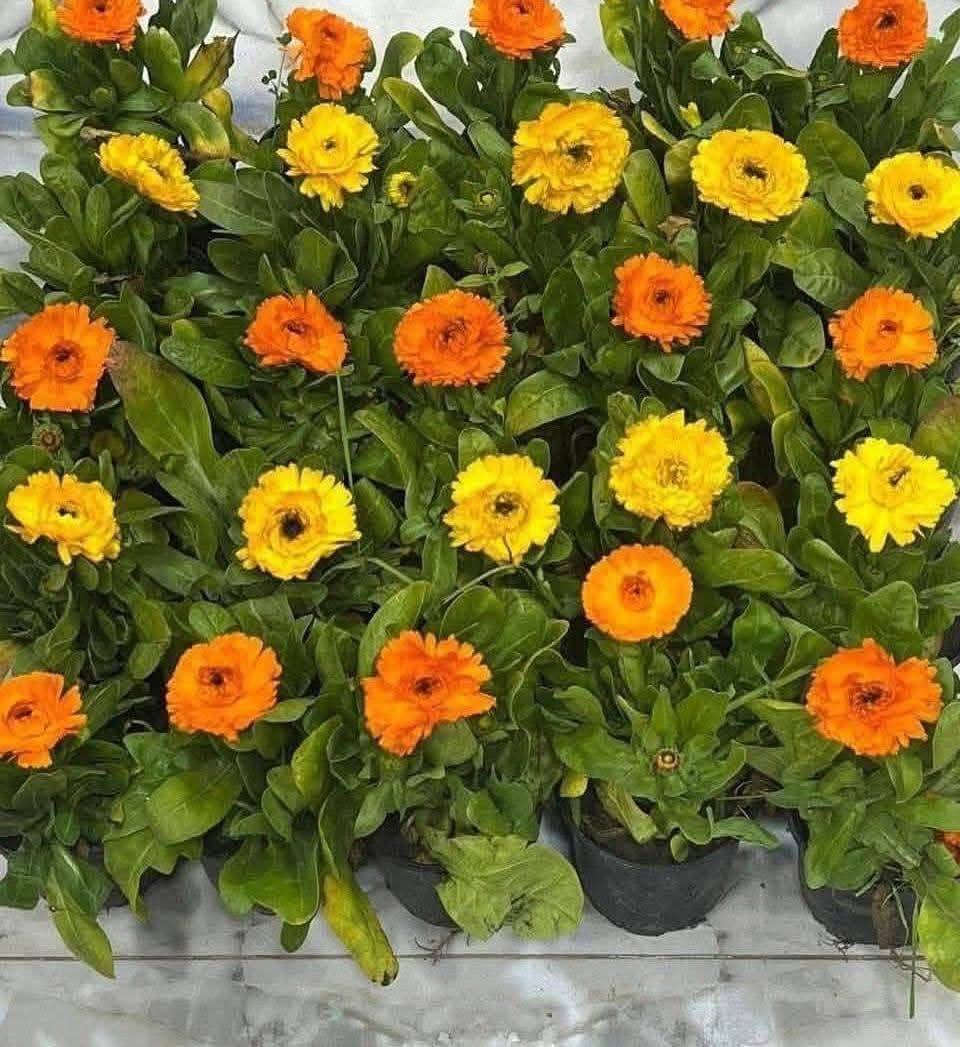 ورد دائمي التواصل خاص


**إذا كنت صاحب هذا الإعلان وتريد حذفه لأي سبب، رجاءا أرسل رسالة إلى الدعم الفني**