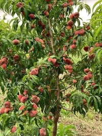 شتلات خوخ كعكي • عمر سنتين • الأنبار حديثة