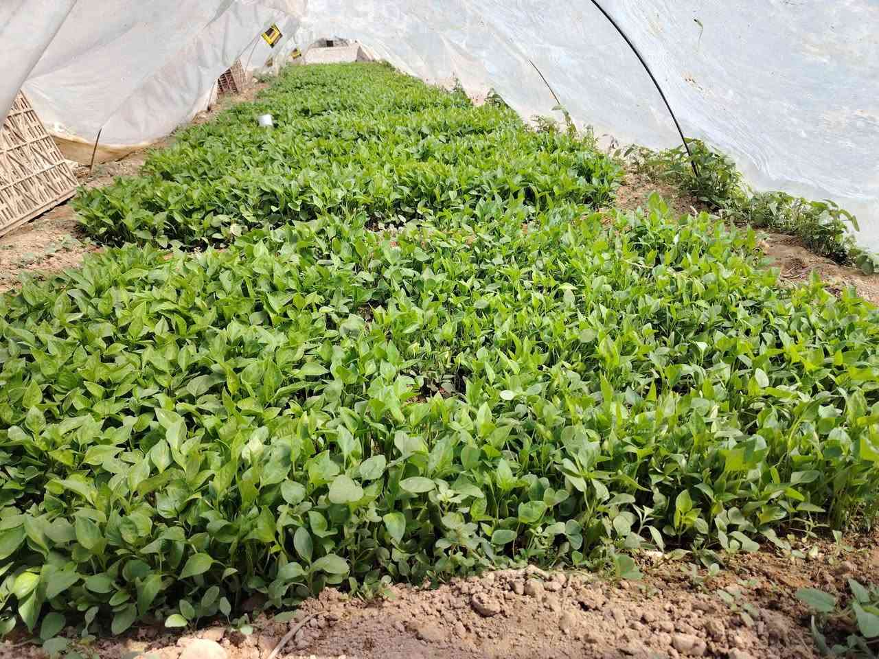 داية فلفل للبيع ،طول الوح متر ونص ،العرض متر
النوع : بونازا وكونتنامو 
العنوان :الحويجة-قرية حوض 6
للاستفسار: ***********
