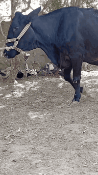 بقره جمه عرموطه اصل ام صره ماعون وشطر خباب حليب ودسامه وخشانه خير من الله تحلب بدون ابن متعهده بكافه شروط الجني بابل ناحيه الشوملي عليهه كفاز شهر و١٦ يوم تلقيح بيطار للاتصال *********** واتساب *********** يوجد توصيل لبعض المحافظات وحسب الاتفاق
