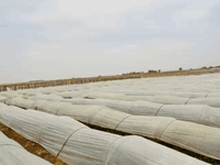 مزرعه للبيع بيه مرتسم 
مساحه 40دونم 
بيه حنطه 10 دونمات 
بيت مغبط 3غرف وصاله وديوانيه وسياج 
مكان المزرعه شارع نفط 
***********
