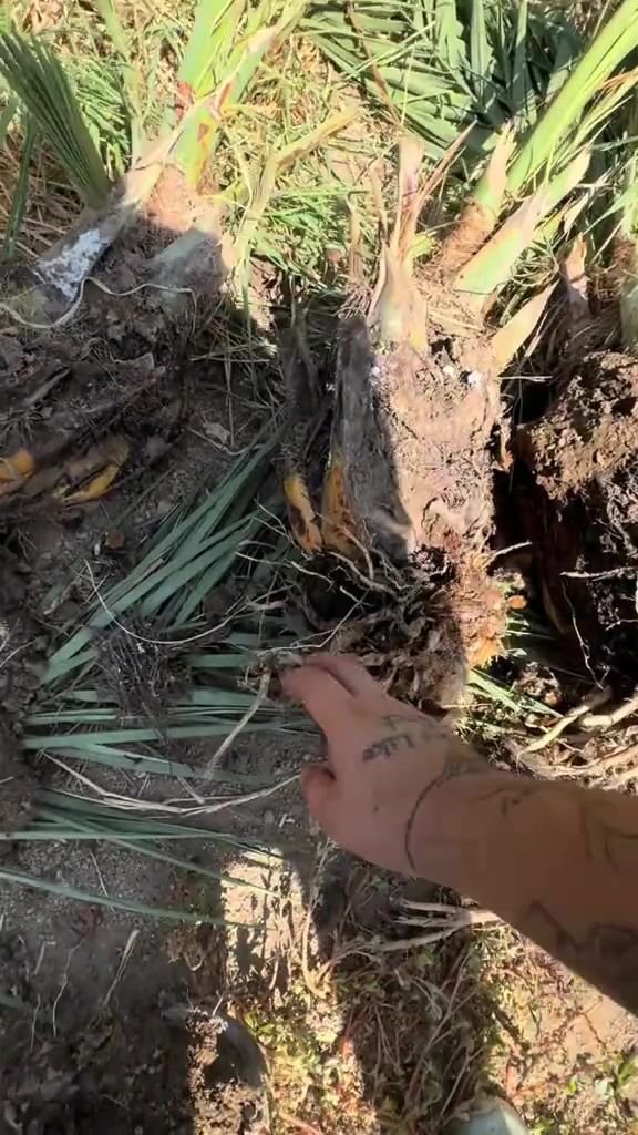 🌴متوفر فسائل مجذر ب امها واحجام ممتازة 
📍العنوان جبلة مشروع المسيب
برحي 
مجهول 
حويز
مير حاج
الزاملي
خلاص
مبروم
خيارة


**إذا كنت صاحب هذا الإعلان وتريد حذفه لأي سبب، رجاءا أرسل رسالة إلى الدعم الفني**