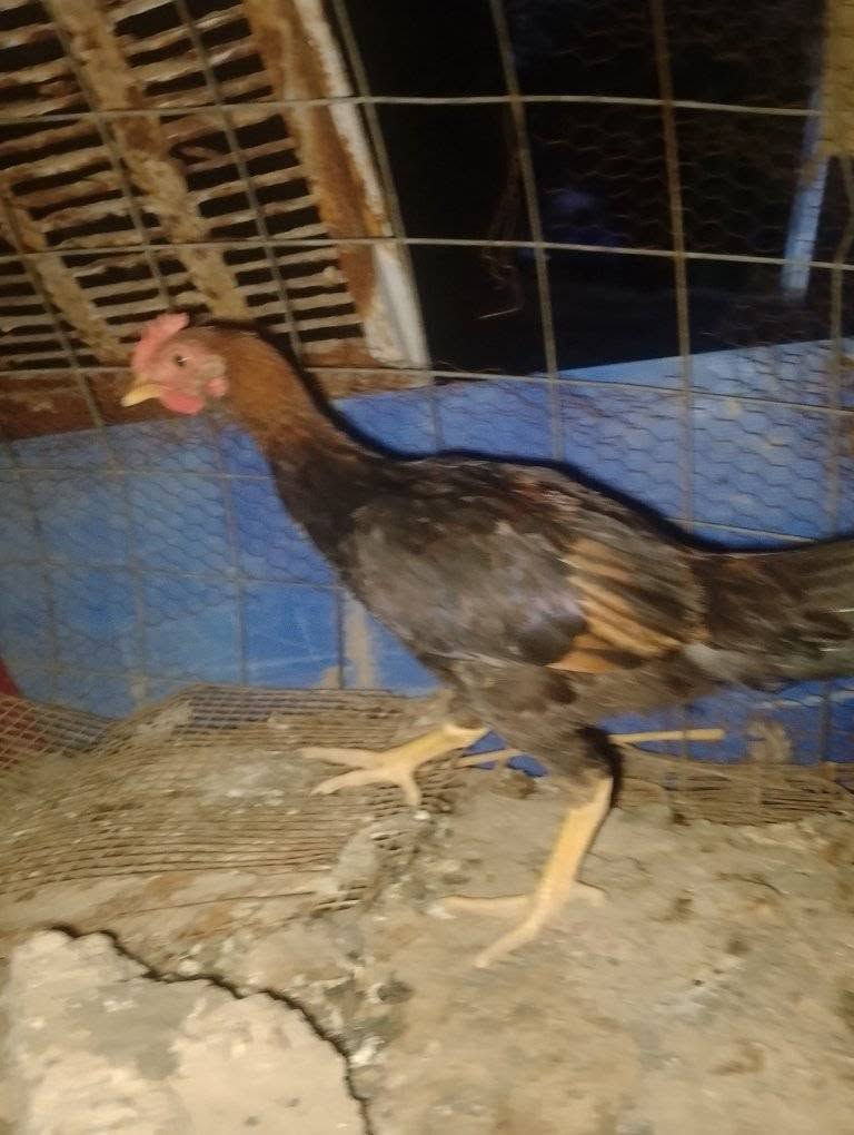 دجاج عرب عدد4 زوج  12 وبيهن مجال


**إذا كنت صاحب هذا الإعلان وتريد حذفه لأي سبب، رجاءا أرسل رسالة إلى الدعم الفني**