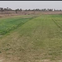 ١٣دونم • ماء كهرباء • كوت شيخ سعد