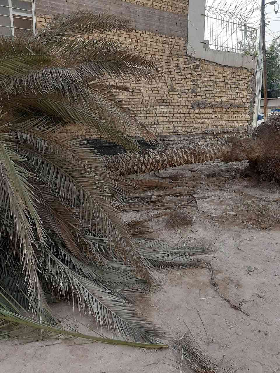 السلام عليكم نخلات بلاش منو يردهن حطبةمكانهن حي سعد


**إذا كنت صاحب هذا الإعلان وتريد حذفه لأي سبب، رجاءا أرسل رسالة إلى الدعم الفني**