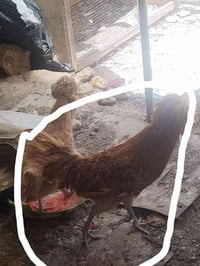 ديچ بالوني • احمر • للبيع