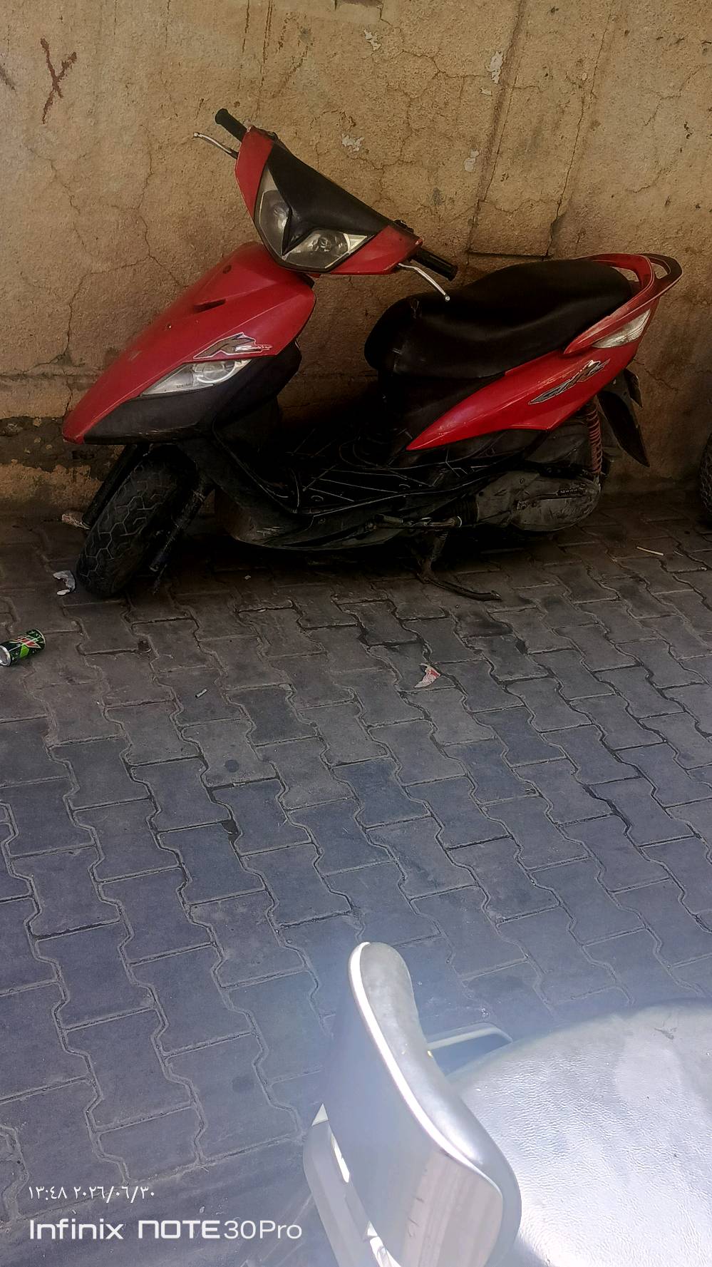 ماكس ثعلب نوزل مرقم بغداد للبيع  ***********