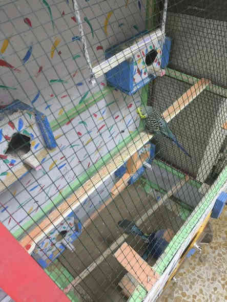 4تكات طيور حب مع القفص وملحقاته ب 40الف بيه مجال بسيط اتصل  ***********
