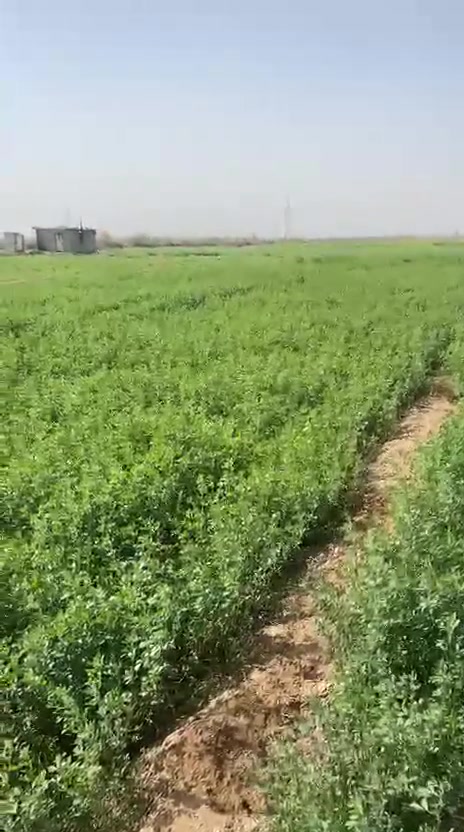 اكثر من ١٠ دوانم عقد ٣٥ بعد الجسر الفرنسي بالنزلة الي مقابيل سكلة ابو علي العگيلي تبعد عن الشارع العام كيلو والارض عالمشروع الاروائي مباشرة ..


**إذا كنت صاحب هذا الإعلان وتريد حذفه لأي سبب، رجاءا أرسل رسالة إلى الدعم الفني**