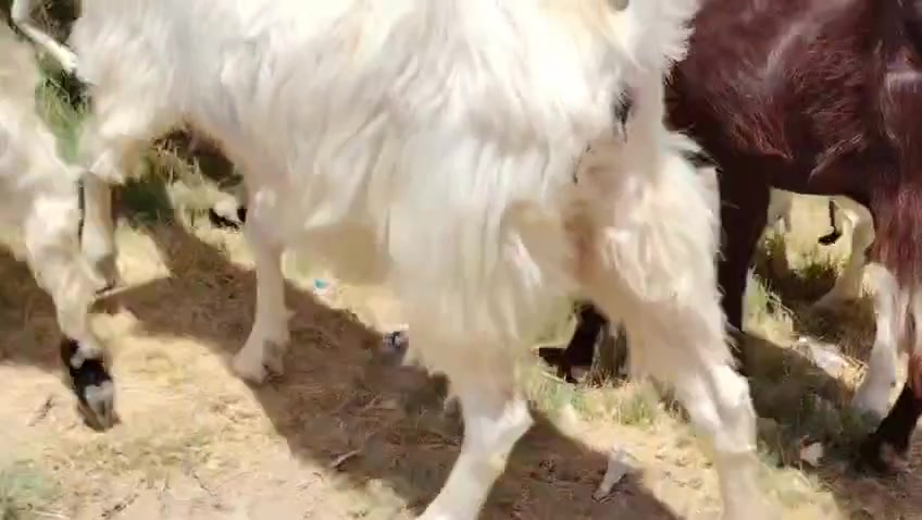 السلام عليكم اخوان للبيع معزه مطافيل 2 وراهن توم و2 فرادي ابيعهم شلع كلهم جذاع سن وشطر علئ كل عيب وين اليدور جنيئ المكان صلاح الدين بيجي للاتصال *********** /***********
