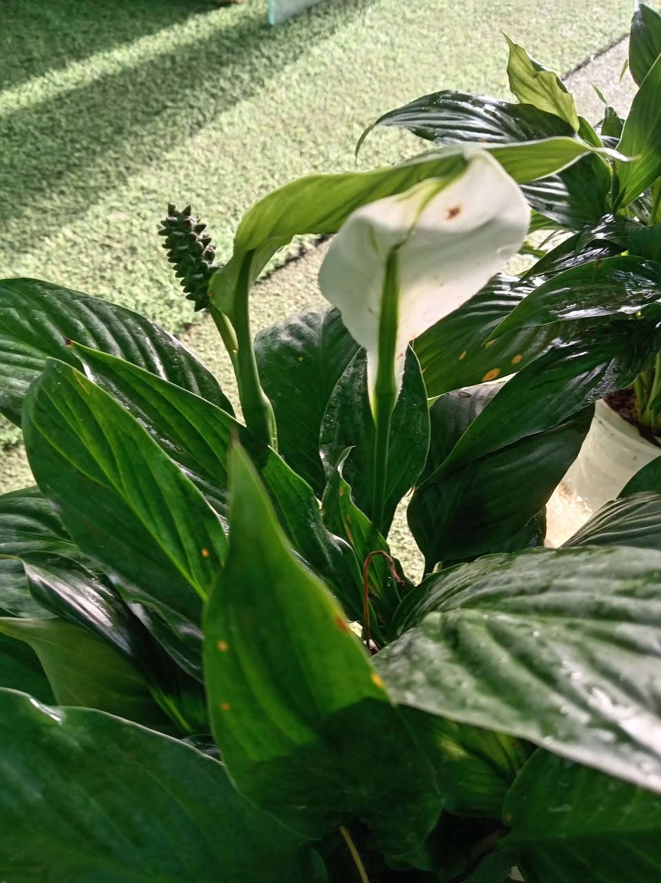 �✨ تخفيضات وبسعر منشا 📣📣📣💥✨🌿
�✨ تخفيضات 📣📣📣💥✨🌿
لمسة خضراء طبيعية تضيف فخامة وأناقة لأي ركن داخل المنزل أو المكتب. أوراق كبيرة بتدرجات خضراء رائعة تعطي إحساساً بالحيوية والانتعاش مع جودة صناعة عالية وثبات ممتاز.
الكميات محدوده 
للاستفسار مراسله الواتساب . ***********

يوجد لدينا خدمه توصيل ناحية الحمزة فقط🚐 

يوجد كادر تنضيف وزراعه

العنوان بابل الحمزه الغربي ع 

حي الحسين قرب عباس برهي للجمله 

 مقابيل مدرسة المكرمه 

زيارتكم تشرفنا

📍
