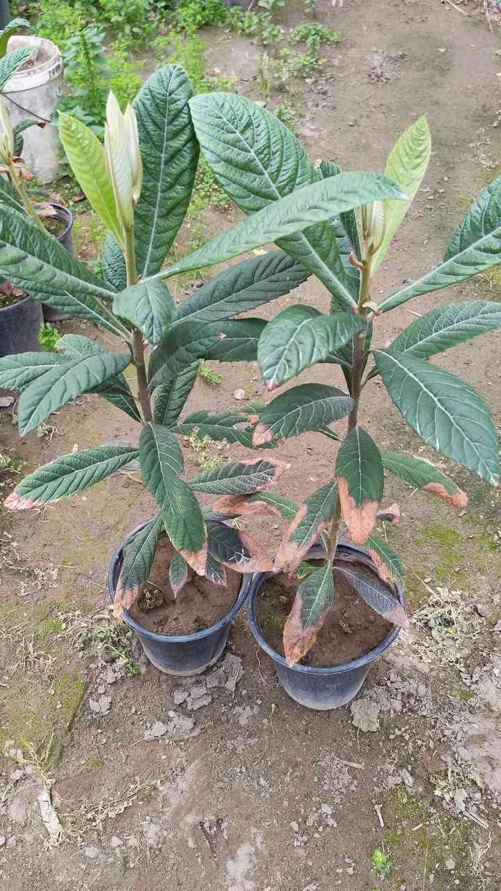 سلام عليكم ورحمة الله
متوفر نباتات 
لنكي دنيا بسندان السعر الف ونص 
شجرة التفيشيا  السعر الف ونص
جهنمية شجري قزمي السعر الف 
فيكس بنجامين اجنبي السعر الف ونص
نومي حامض عراقي حجم وسط الفين ونص
سدر حشري ب 500 دينار جملة
العنوان بغداد الكريعات 
تتوفر خدمة توصيل لاصحاب الجملة فقط
***********
